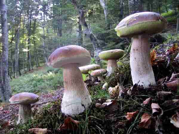  Image name: 00_160 Porcino.jpg 
 width: 600 pixel 
 height: 450 pixel 
 Size: 26947 bytes 
 Click to enlarge 